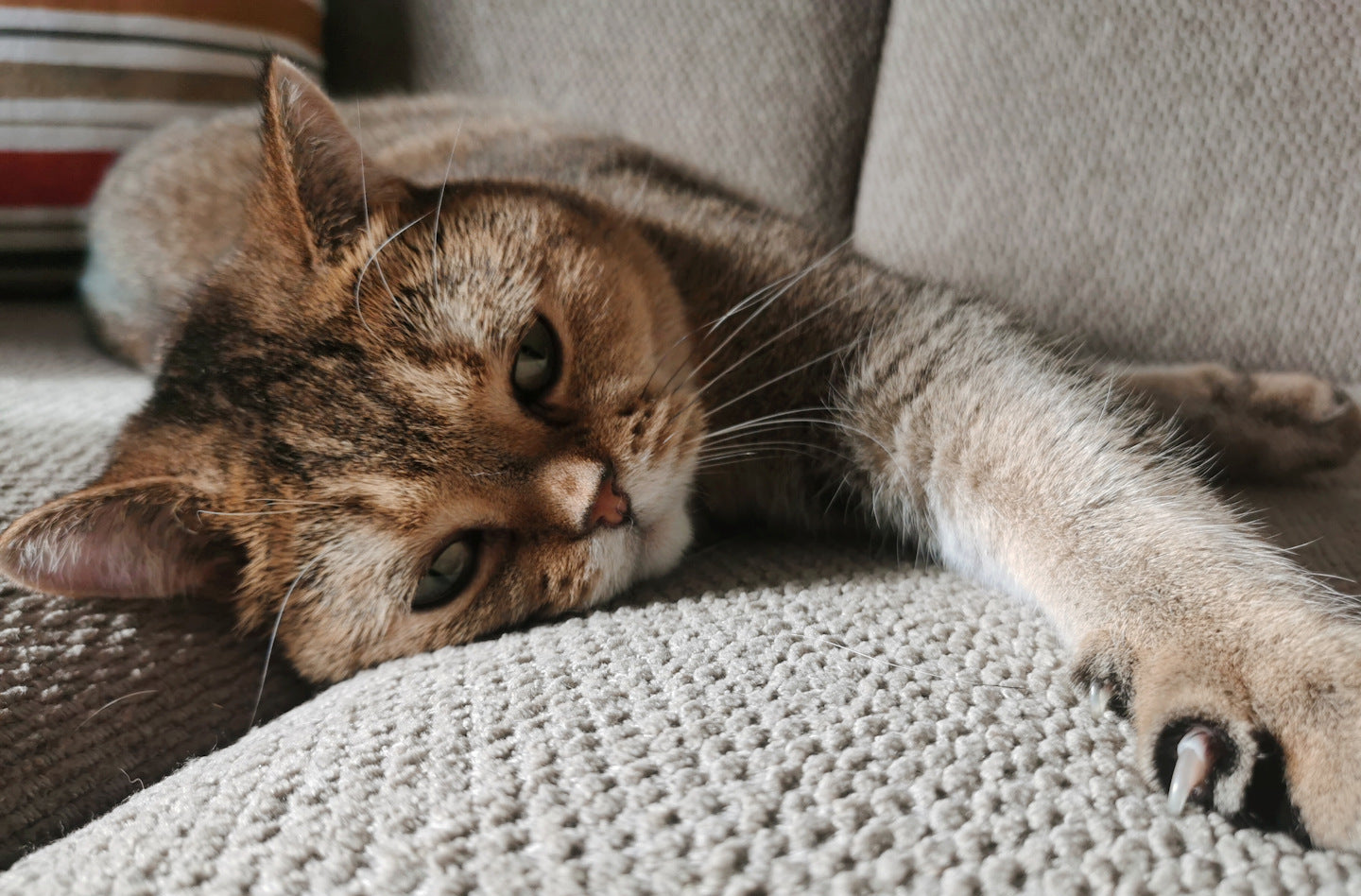 Katze British Kurzhaar